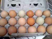 Pic-04092013-001 (2)  Overloaded with eggs! A few neighbors are coming by to buy eggs, enough so that I could switch to organic feed and the chickens can almost pay for their own food.