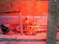 Pic-04092013-004  Ok - now we are really on a roll - continuing to take pictures while out on jog. Peeked in on these little chicks at Bay Hay to see what they were doing at 6:40am :) EATING!