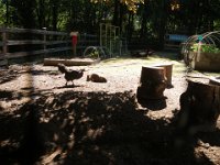 IMGP9748  Chickens having such a pleasant time while we work.