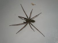 IMGP9798  Woke up to this guy in the SHOWER! Hobo? Or large house spider?