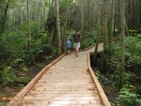 IMGP9801  Great boardwalk that Aspect helped install. The large stump is really impressive. Such a huge tree that was.
