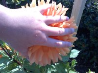 Pic-08042013-004  As big as your hand!