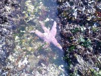 Pic-08062013-010  Big starfish.