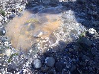 Pic-08062013-011  Big fat jellyfish!