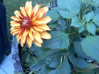 Pic-08242013-001  One dahlia is doing ok at least! The planters are still recovering from some kind of chemical assault.