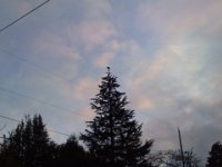 Pic-02022013-004  Can you see who is at the top of the tree?