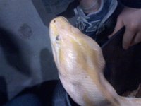Pic-02082013-011  Beautiful anaconda - very friendly - named Sunny.