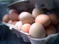 Pic-02132013-004  Chickens all laying again! This is about 10 days' worth.