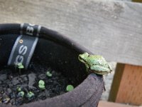 IMGP9699  This cute little frog loved living in my boots - I had planted sweet peas in there.