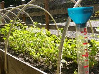 IMGP9726  Rain gauge with potatoes protected behind the netting.
