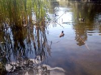 Pic-06282013-001