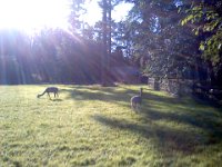 Pic-07012013-001  Alpacas at a farm on my running route. They enjoy the shelter just built for them.