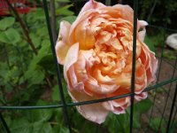 IMGP9632  And my roses are in bloom!