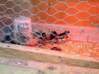 Pic-06032013-001  More peeking in on baby chicks while out on a run in the morning before the kids get up...