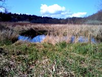 Pic-03232013-006  Just a meandering watery wetland with a lot of grasses.