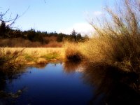 Pic-03232013-008  Peaceful.