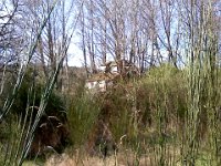Pic-03232013-010  Meigs' old hunting cabin?