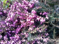 Pic-03032013-003  And heather.