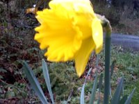 Pic-03132013-001  Daffodils by the mailbox are a Bainbridge tradition. Someone went around and planted many many of them.