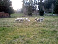 Pic-03162013-019  Baby Katahdin lamb. Very hardy. Need no shelter, and the moms don't need help eweing. Or calving. Or is it lambing? I think it's lambing.