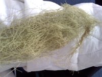 Pic-03172013-002  Mosstache time! Or is the the wool of the elusive St. Patrick's Day sheep?
