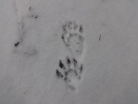 DSC00582  We were on our way to church when we found animal tracks we really wanted to follow...
