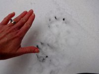DSC00584  Can you see this large cougar track? With a tail track to the right? These were next to the raccoon tracks in the previous picture. I think it must be the rare side-tailed raccougar. My hand is there for scale.