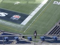 #SC00528  12th pigeon (the "12th man" is how the Seahawks refer to fans).