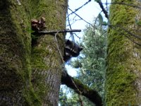 DSC00456  Three of them in the maple tree!