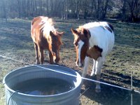 Pic-02052014-001  The horse I rode on the trails, Sugar, is on the right. She is a good little girl, fun to ride.