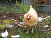 20140322 125331  This poor chicken got picked on by another hen and her eye looked horrible! I took her out immediately and put her into my chicken infirmary. We took her out to the lawn for special grazing time, gave her yogurt and other treats, and nursed her back to health. Within three days the swelling had gone down and her eye re-emerged! She had not lost it after all! She looks totally normal now and we are so grateful for a small miracle.
