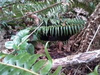 20140322 133257  This silly Australorp decided to go foraging in the woods to lay an egg. I finally found her under this cozy fern! How sweet! I found her egg later. Unfortunately, she loved her freedom so much that it ended up costing her life - she got snapped up by a coyote a few days later. We could not keep her contained in the garden. Poor girl. Sam said "Well, at least she died doing what she loved."