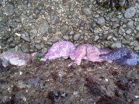 20140322 155123  Out on a walk - these are pretty cool starfish! BIG, too!