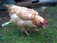 20140325 112055  See poor hurt hen? Her eye is MUCH improved!!