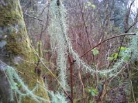 20140325 112746  Moss with dew on it. Looks like garland. This is in our woods.