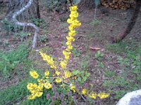 20140402 191607  This is forsythia, planted by Dad during a visit a year ago! It is doing really well!
