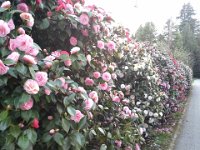 20140401 100101  Love this camelia hedge!!!
