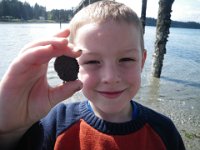 IMGP0279  Ben's inspiration for his science fair project - we found thousands of sand dollars on this beach!