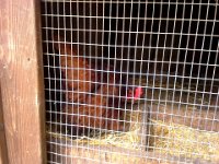 20140503 093622  We went to check on the chickens and found this one looking like she was ready to lay. Sure enough - we waited about a minute and "thunk" out popped an egg! How exciting!