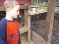 20140503 093700  Ben enjoying watching the hen get her breakfast after laying.