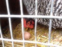 20140503 093750  BAD HEN! We have one that does that every now and then as well. So naughty! I found that if I keep the nesting box material clean (so no yolk smell from other bad deeds) it doesn't seem to trigger the eating urge. I haven't seen evidence of one being eaten in a while. But perhaps they are really crafty like this one - she kept the egg mostly intact so that it was like one of those soft-boiled egg cups - most of the material was still inside, not dripping into the nesting box. Dang - who says chickens are dumb? They are...but also crafty.