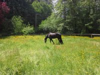 20140522 133227  One of Janet's horses out in the pasture. Life is good!