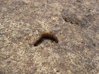 20140626 164154  This is one of the rescued caterpillars. He was wet and cold at both ends. Ben says his name was Henry. He dried out in about 30 min and crawled away ok.