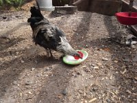 20140718 151308  Sparrow getting yogurt!