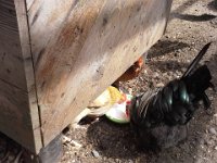 20140718 151536  Focusing on food, not on pecking the bjeebers out of each other.