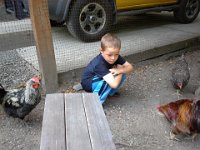 20140718 160028  Three roosters!