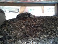 20140718 161152  Sparrow found a good dust bath area under the coop.