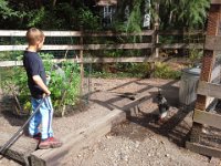20140718 161845  Ben watering the potatoes.