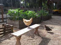 20140718 163444  The chickens really seemed to like this bench!