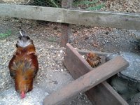 20140718 171559  Sparrow mated the alpha hen (AllisonAudrey) on one of his first outtings, but Gordon did NOT like that! And she was so stunned she gave herself a time-out to think about it.